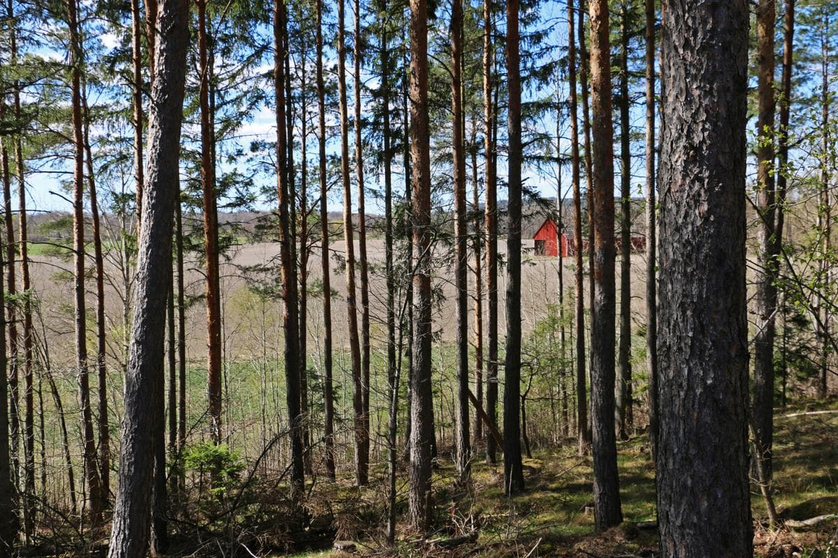 Ribbingsholms Herrgård, Skärblacka bild 4